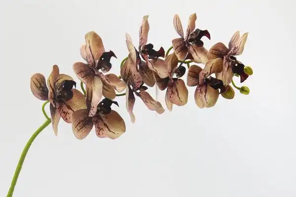 Real Touch Artificial Moth Orchid for Hospitality Interiors